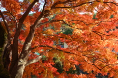 室生の紅葉