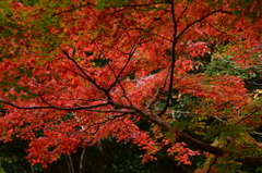 河内渓谷の紅葉　②