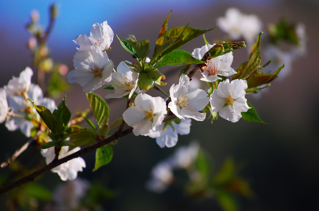 桜が好きです