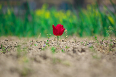 私と、土と、空と、ときどき菜の花。