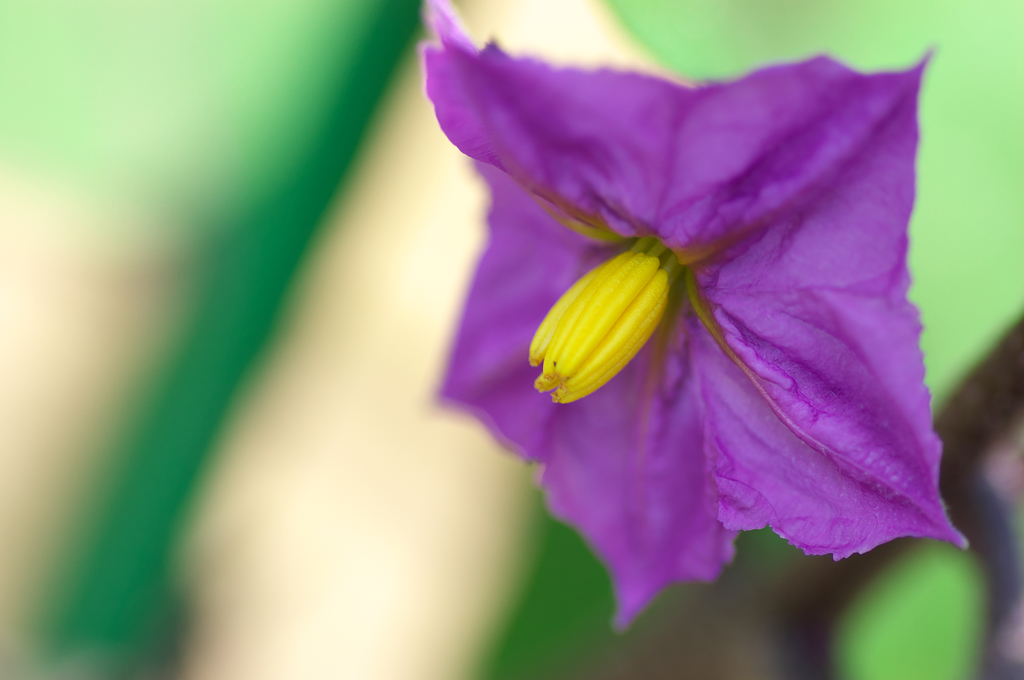茄子の花