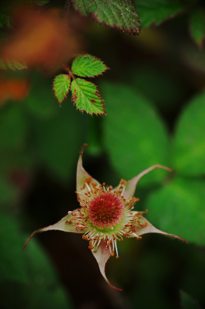 野いちごの花　#Ⅱ