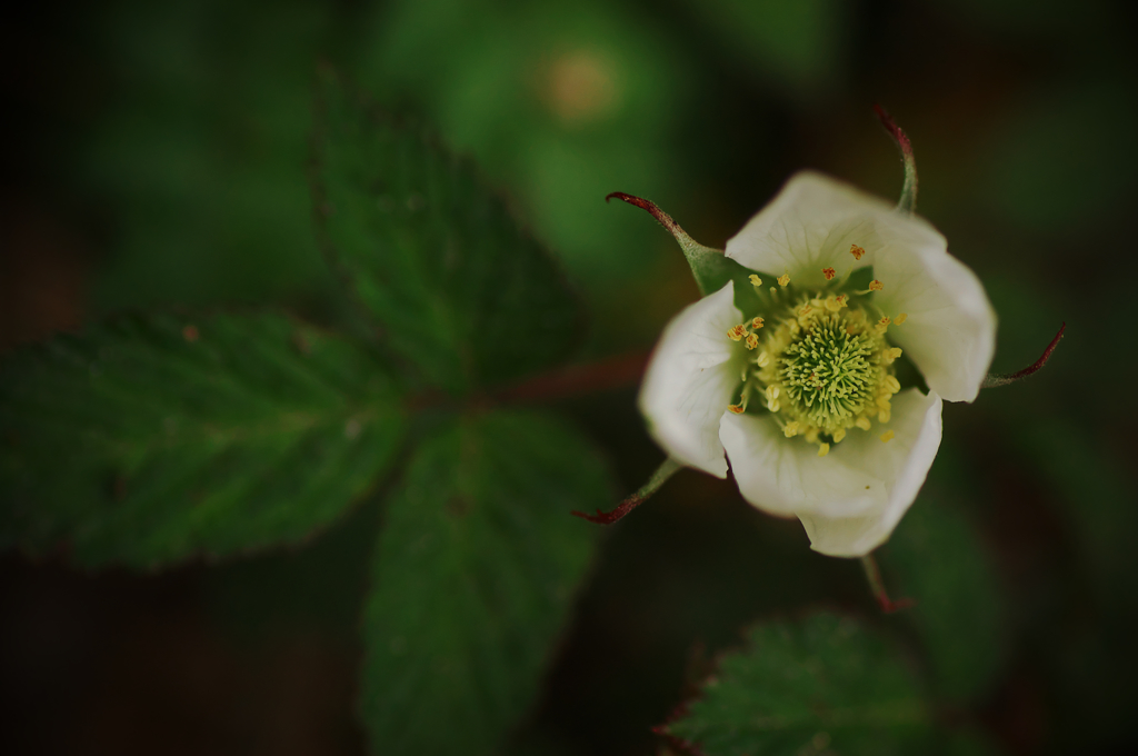 野いちごの花 By Hitop Id 写真共有サイト Photohito