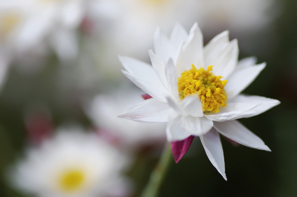 hana kanzashi