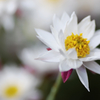 hana kanzashi