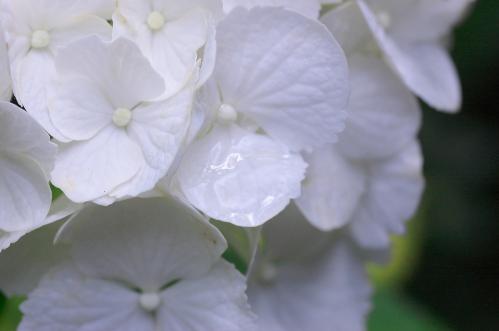 白雨