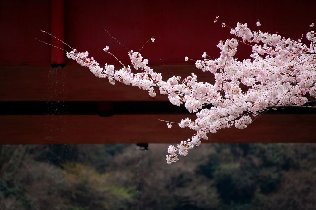桜と鉄橋