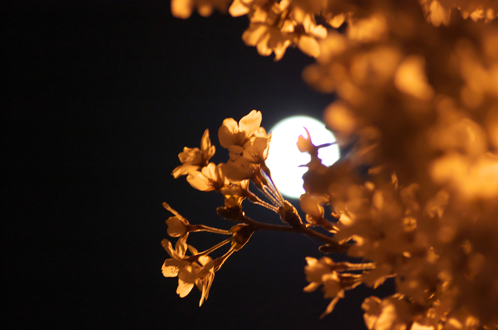 金色桜