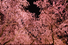 桜の夜天井
