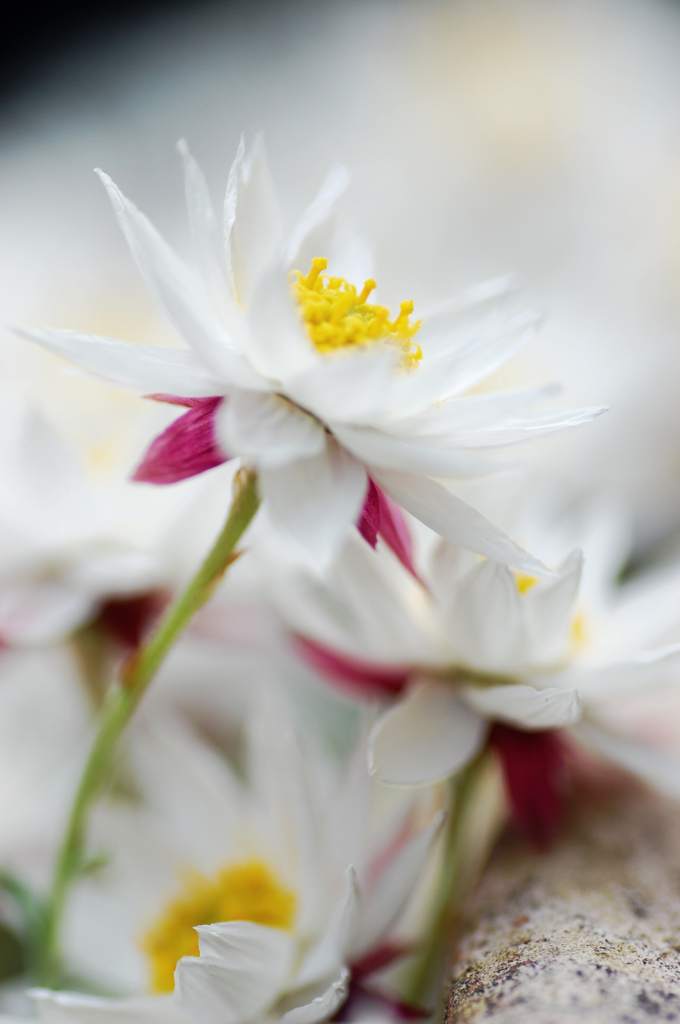 花かんざし