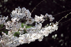 桜風