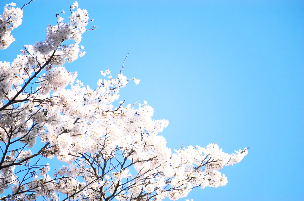 ハイキー桜