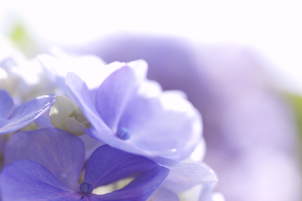 Morning　flower