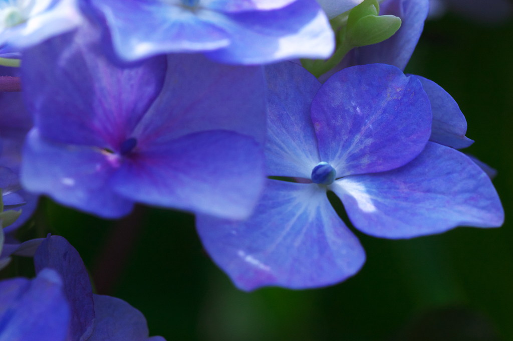 紫陽花