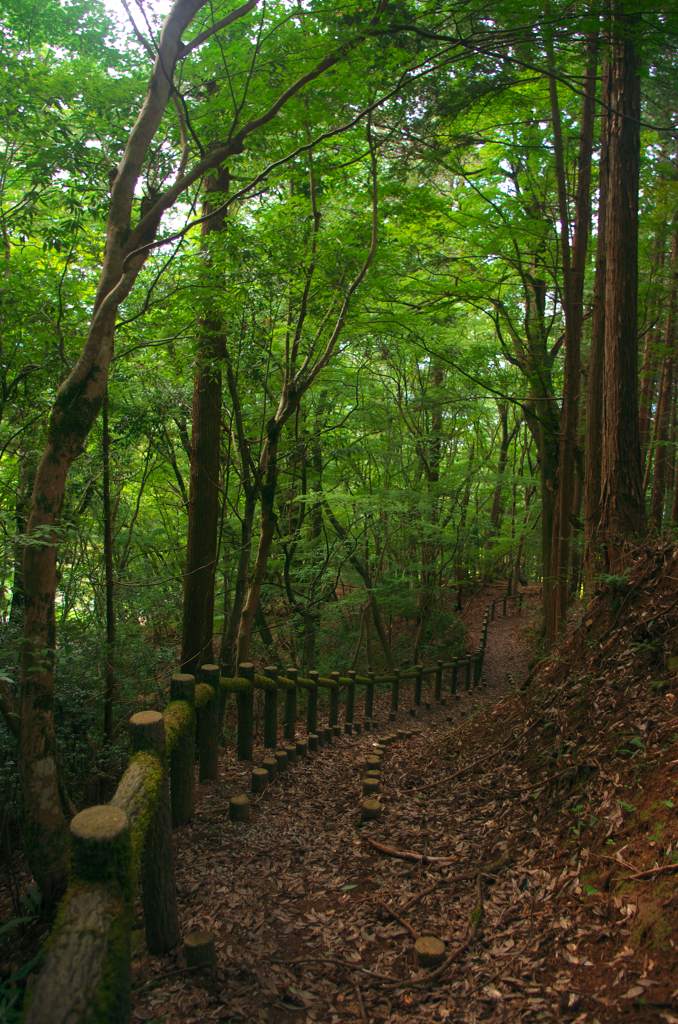 森林公園