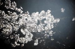山桜の銀靄