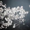 山桜の銀靄
