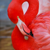 くびったけ