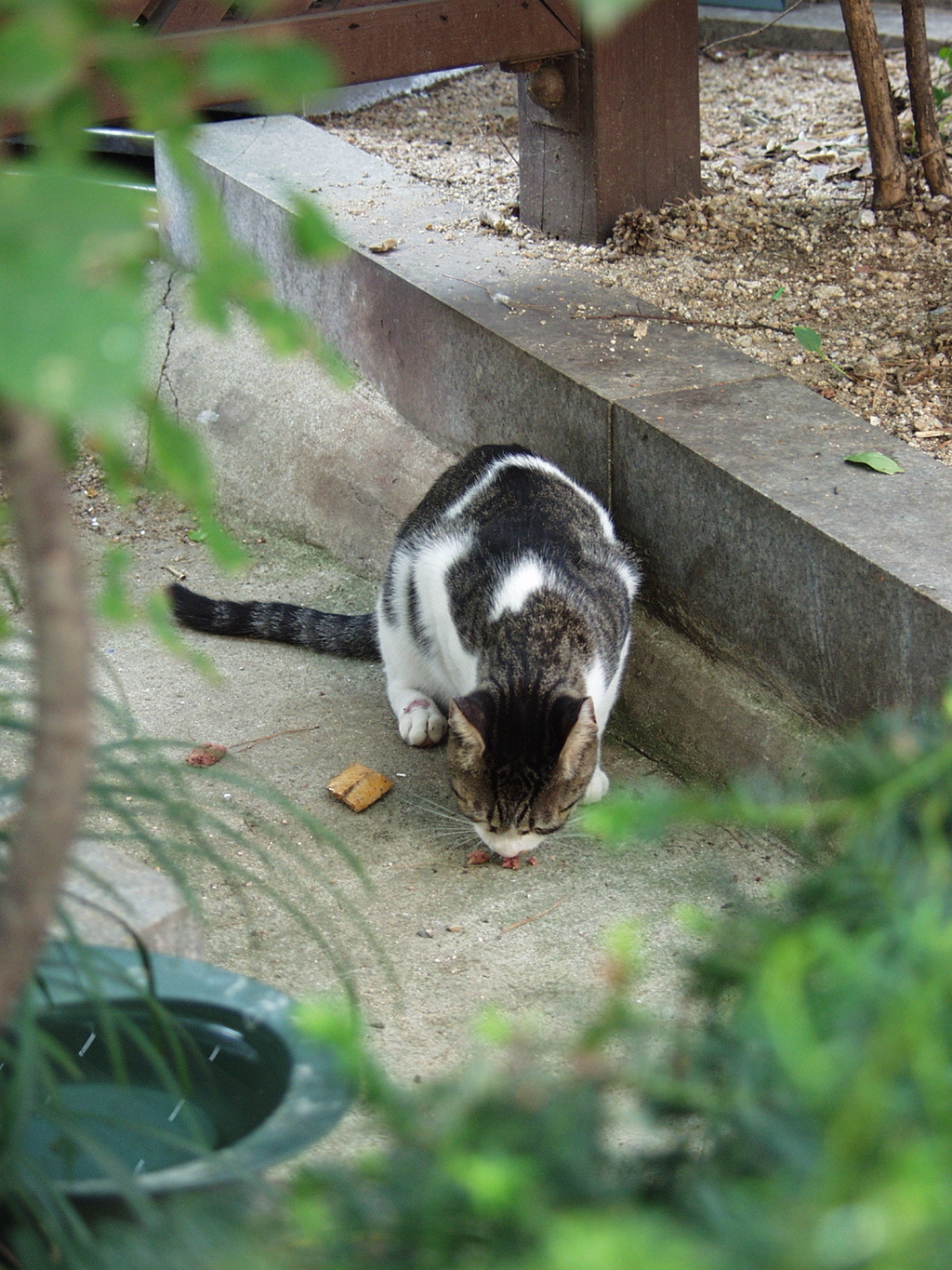 猫散歩 #0002 in ソウル