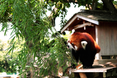 野毛山動物園