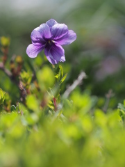 2013.5.24三代目スミレ45ﾐﾘﾃﾚｺﾝF2.5　八重咲きに変化