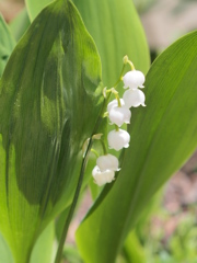 2013.5.24ｽｽﾞﾗﾝ　45ﾐﾘﾃﾚｺﾝ　F3.5LｻｲｽﾞF綺麗　