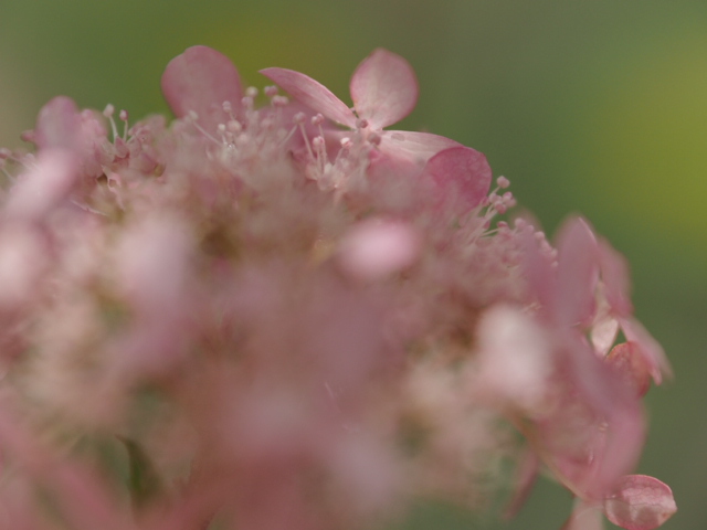 2013.7.5ﾋﾟﾝｸｱﾅﾍﾞﾙ