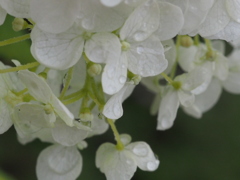 2013.7.1ｱﾅﾍﾞﾙと雨ｱｯﾌﾟ75ﾐﾘF9AC3