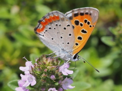 2013.7.2ｲﾌﾞｷｼﾞｬｺｳｿｳと蝶75ﾐﾘF10AC3