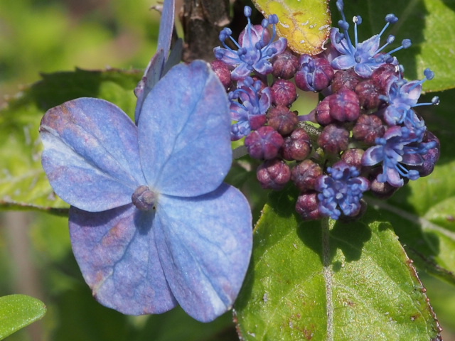 2013.7.2伊予の青絣開花２ 75ﾐﾘF10AC3