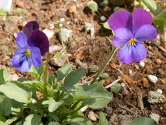 2012.5.23スミレ