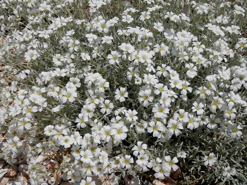 2012.5.29ｾﾗｽﾁｳﾑ満開
