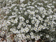 2012.5.29ｾﾗｽﾁｳﾑ満開