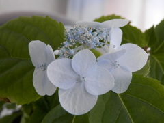 2012.5.23土佐美鈴