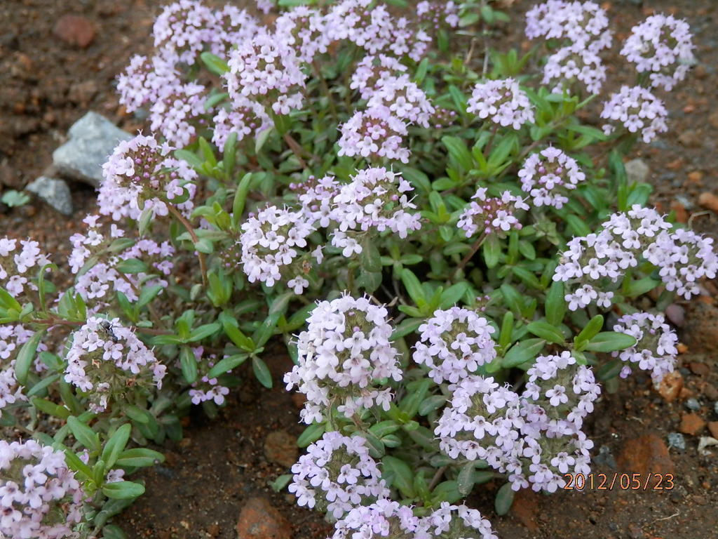 2012.5.23ﾛﾝｷﾞｶｳﾘｽﾀｲﾑ満開