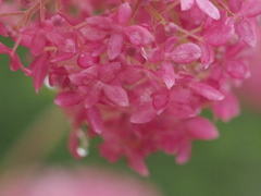 2013.7.1ﾋﾟﾝｸｱﾅﾍﾞﾙと雨75ﾐﾘF9AC3