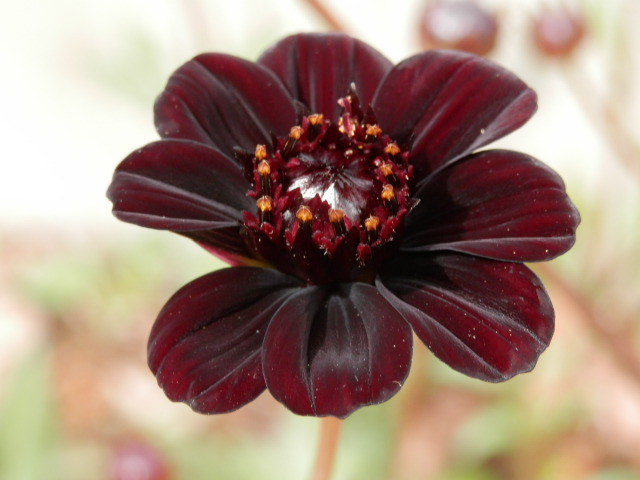 2012.6.25チョコレートコスモス