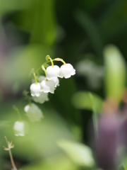 初木陰