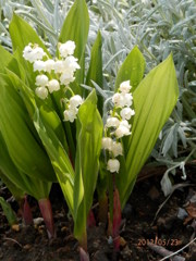 2012.5.23ｽｽﾞﾗﾝ開花