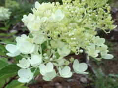 2012.7.20ミナヅキ咲き始め