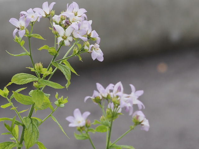 2013.6.27ｶﾝﾊﾟﾆｭﾗ75ﾐﾘF3.5