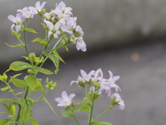 2013.6.27ｶﾝﾊﾟﾆｭﾗ75ﾐﾘF3.5