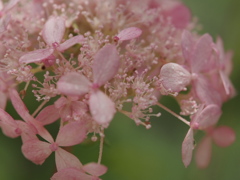 2013.7.5ﾋﾟﾝｸｱﾅﾍﾞﾙ