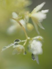 2013.7.5ﾍｲｽﾞｽﾀｰﾊﾞｰｽﾄ