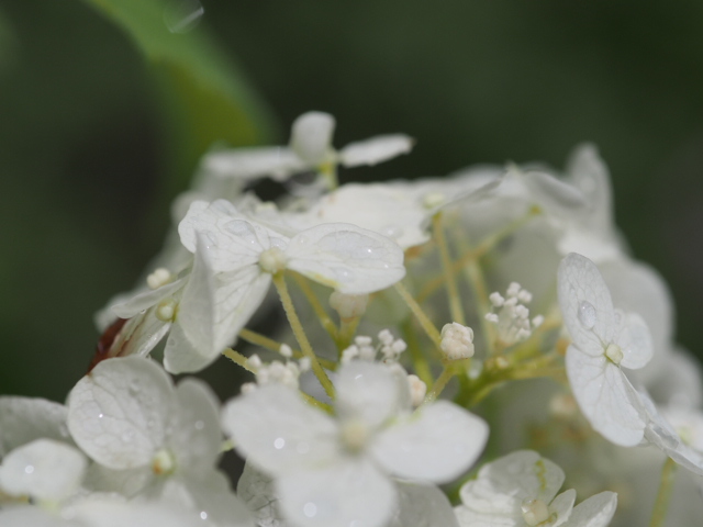 2013.7.5ｱﾅﾍﾞﾙ