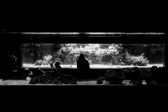 silhouette in aquarium