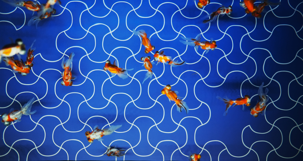 goldfish on the blue
