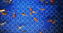 goldfish on the blue