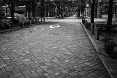 white tiger in the city white tiger in the city