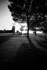 Tree and Benches